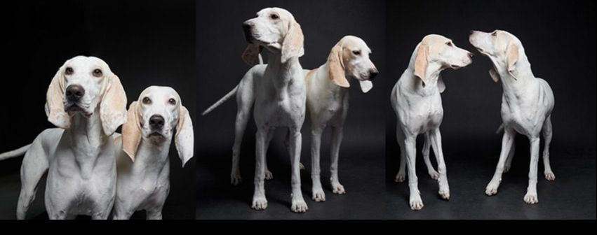 Aria Porcelaine Hounds SandStorm Farm Aria Porcelaine Hounds
