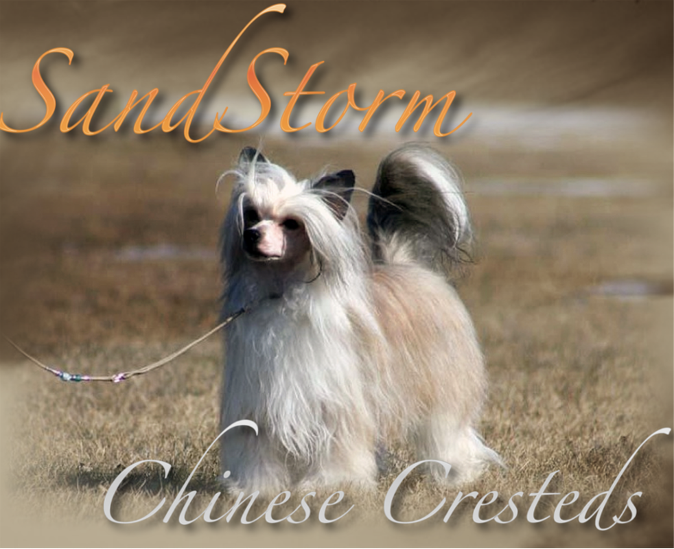 chinese crested kennel